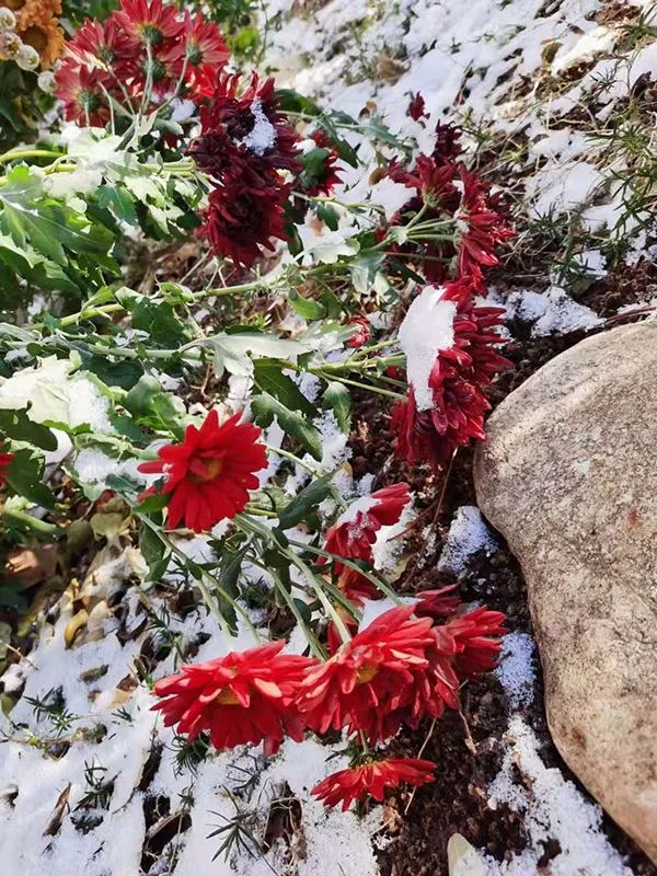 早安营口直播,早安营口最新版