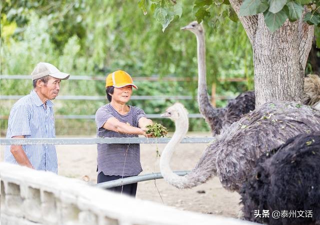江苏泰州白米镇景点排行,姜堰市各乡镇排名