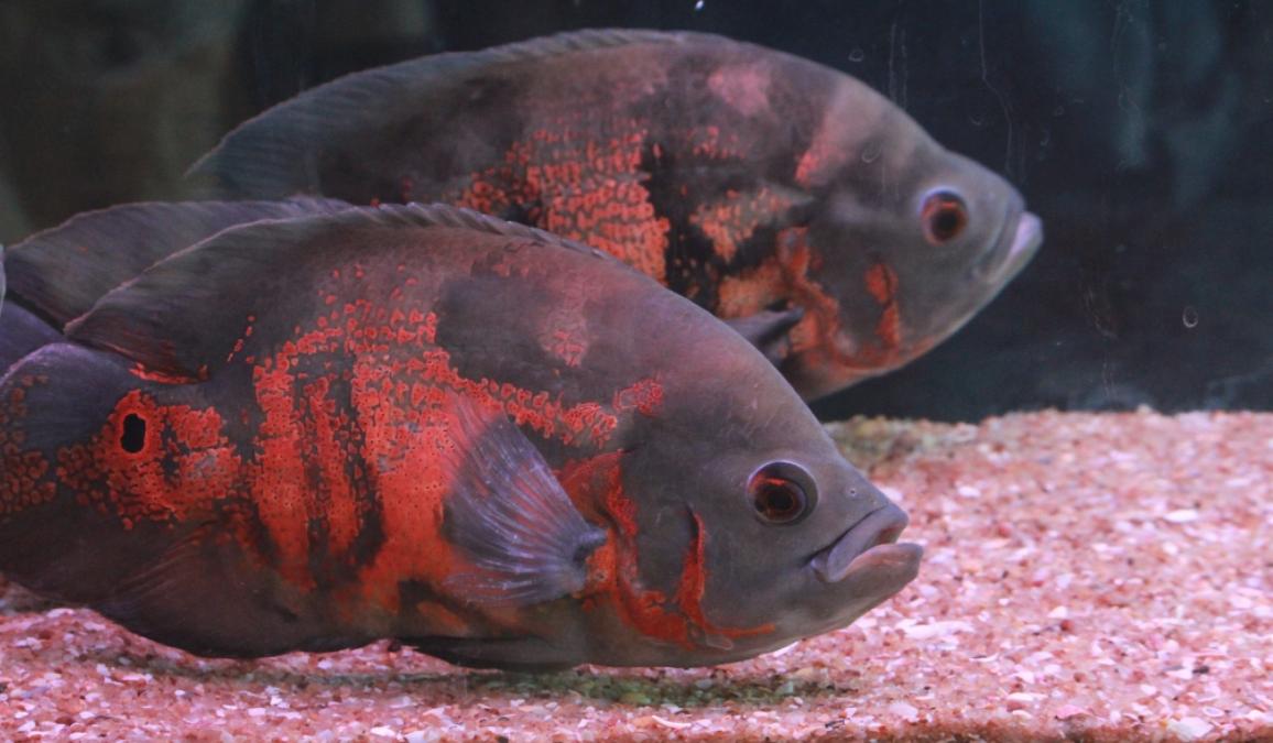 龟缸水腥臭味怎么处理,鱼缸臭味怎么解决