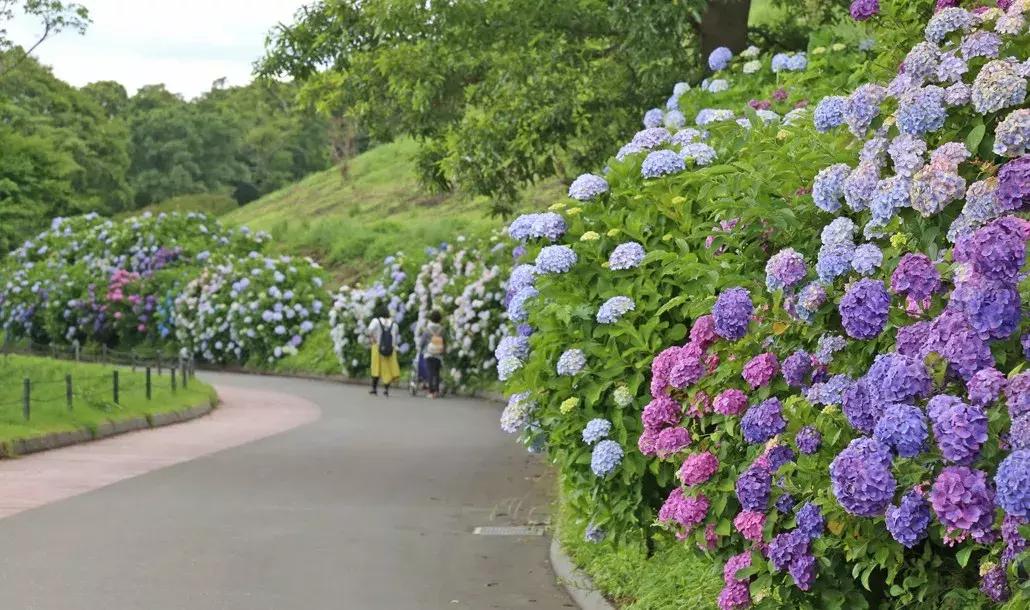 日本顶级农业农场,日本田园农场排行榜