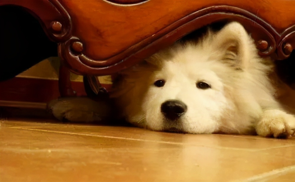 狗狗发出的求救信号,狗狗向主人求救的8个信号