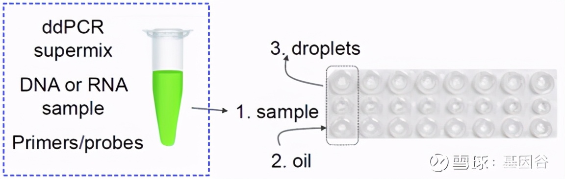 全场硬菜！分子诊断技术全解析