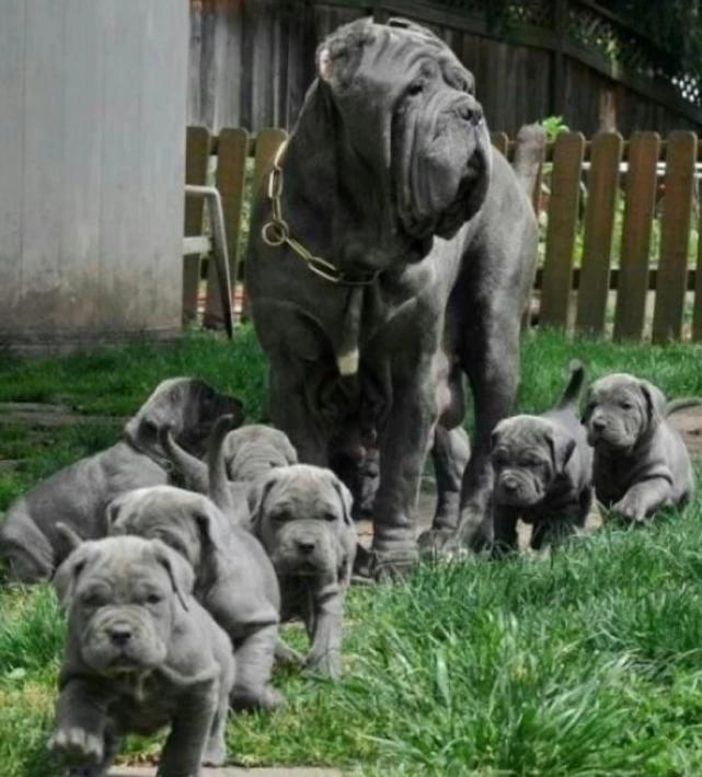 狗妈妈5天产下31只狗崽创世界纪录,世界狗狗生崽的吉尼斯纪录