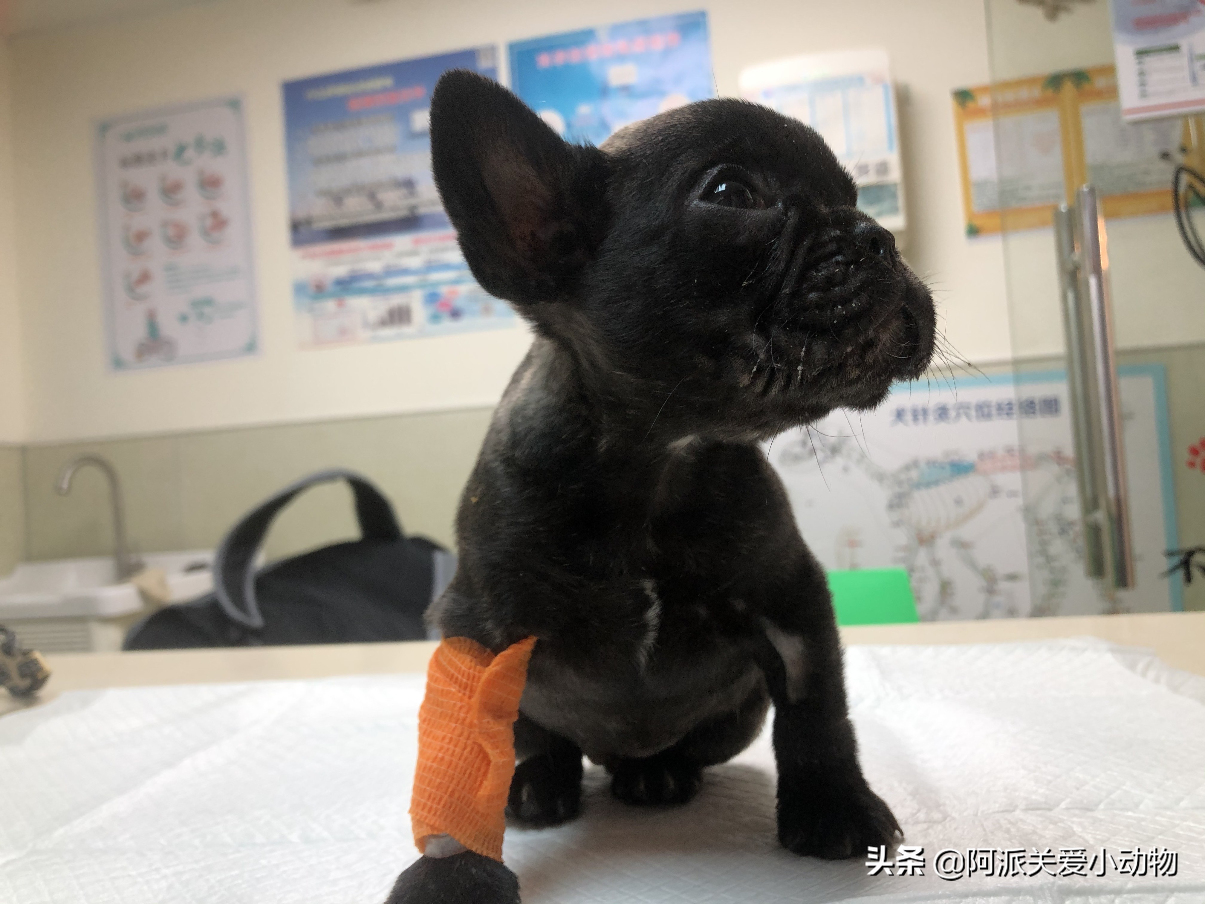 墨墨：屁屁烂得血红的小斗牛，会不会是第二个“白月初”