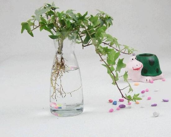 水培常春藤方法和注意事项有哪些,常春藤土培转水培怎么种