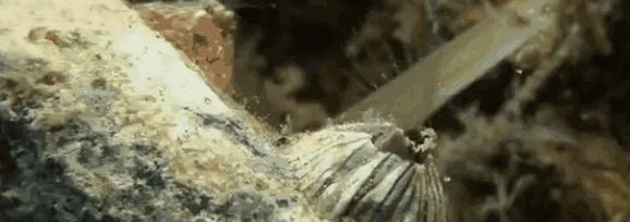 来自地狱的美食藤壶,到底有多可怕?看鲸鱼被折磨的样子就懂了