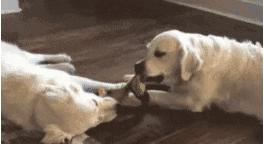 狗狗贪玩不回家咋办,狗狗贪玩叫不回来怎么办