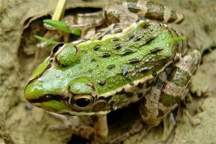 新手在家可以做的十大暴利行业,新型暴利行业做什么生意好