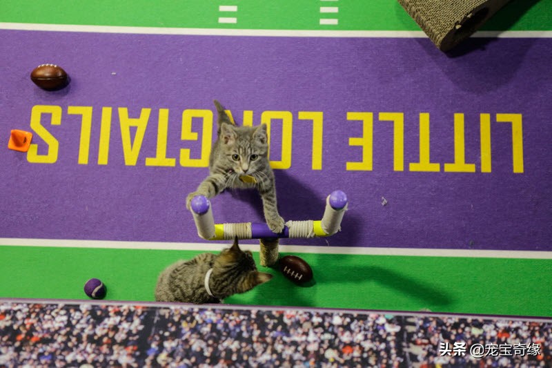 缇庡浗鐘被澶ц禌,缇庡浗鐙楃嫍姣旇禌缁艰壓