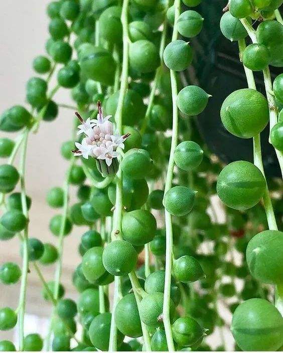 一株珍珠吊兰怎么养爆盆,一串珍珠吊兰怎么爆盆