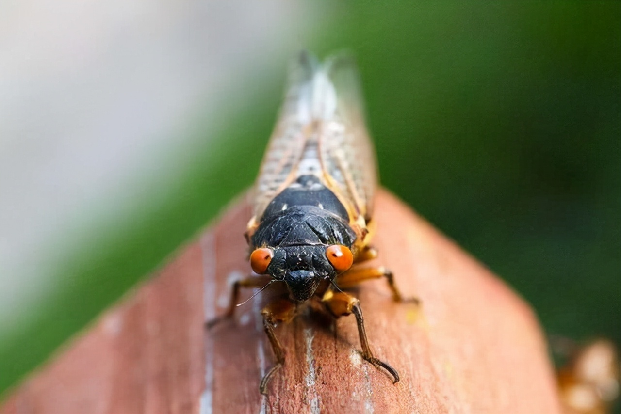 毕达哥拉斯定理影响世界,毕达哥拉斯数学是上帝的语言