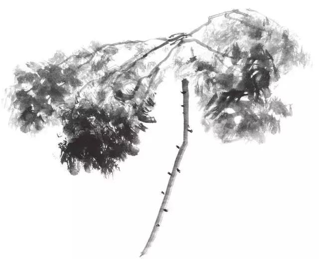 白描荷花的画法图片,如何画荷花国画白描