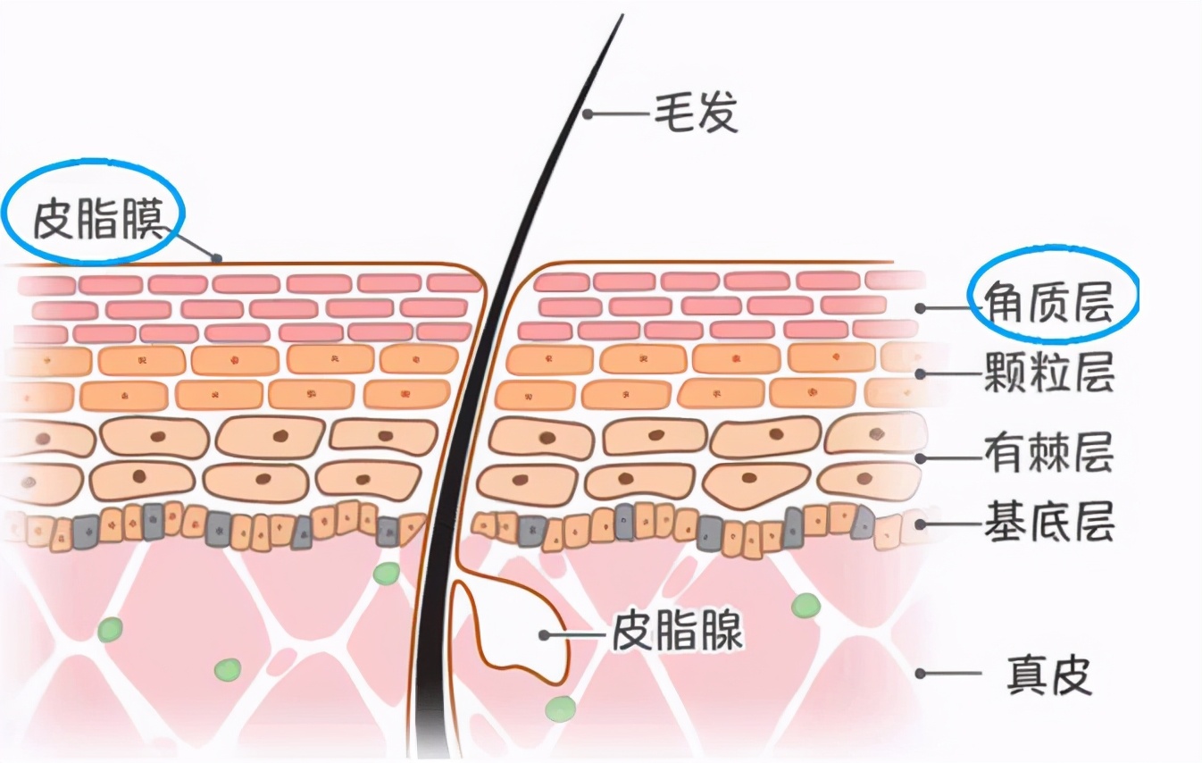 果酸换肤祛黑色素的原理,果酸换肤是什么
