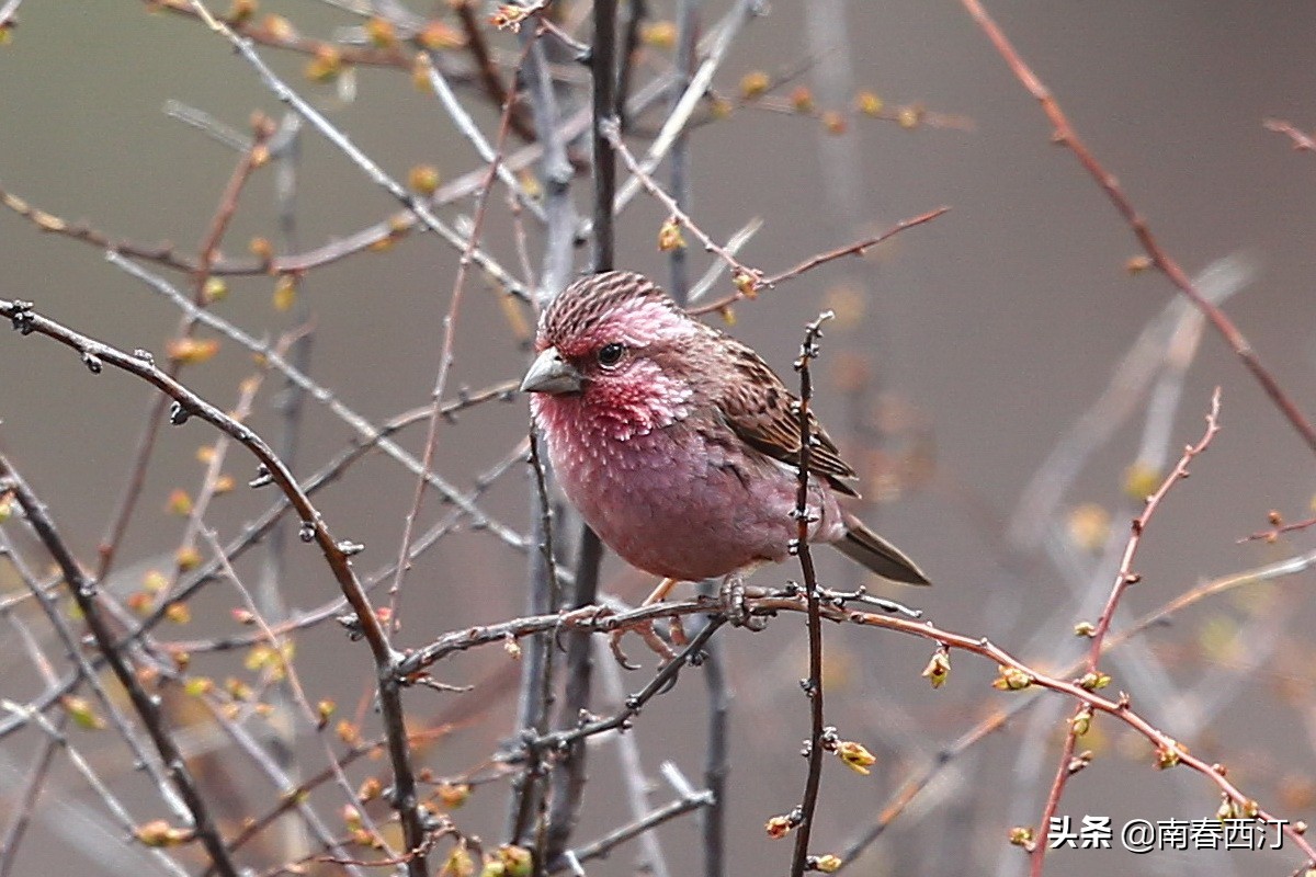 传说中的四大神兽朱雀是什么样子,朱雀在上古神兽中最强吗