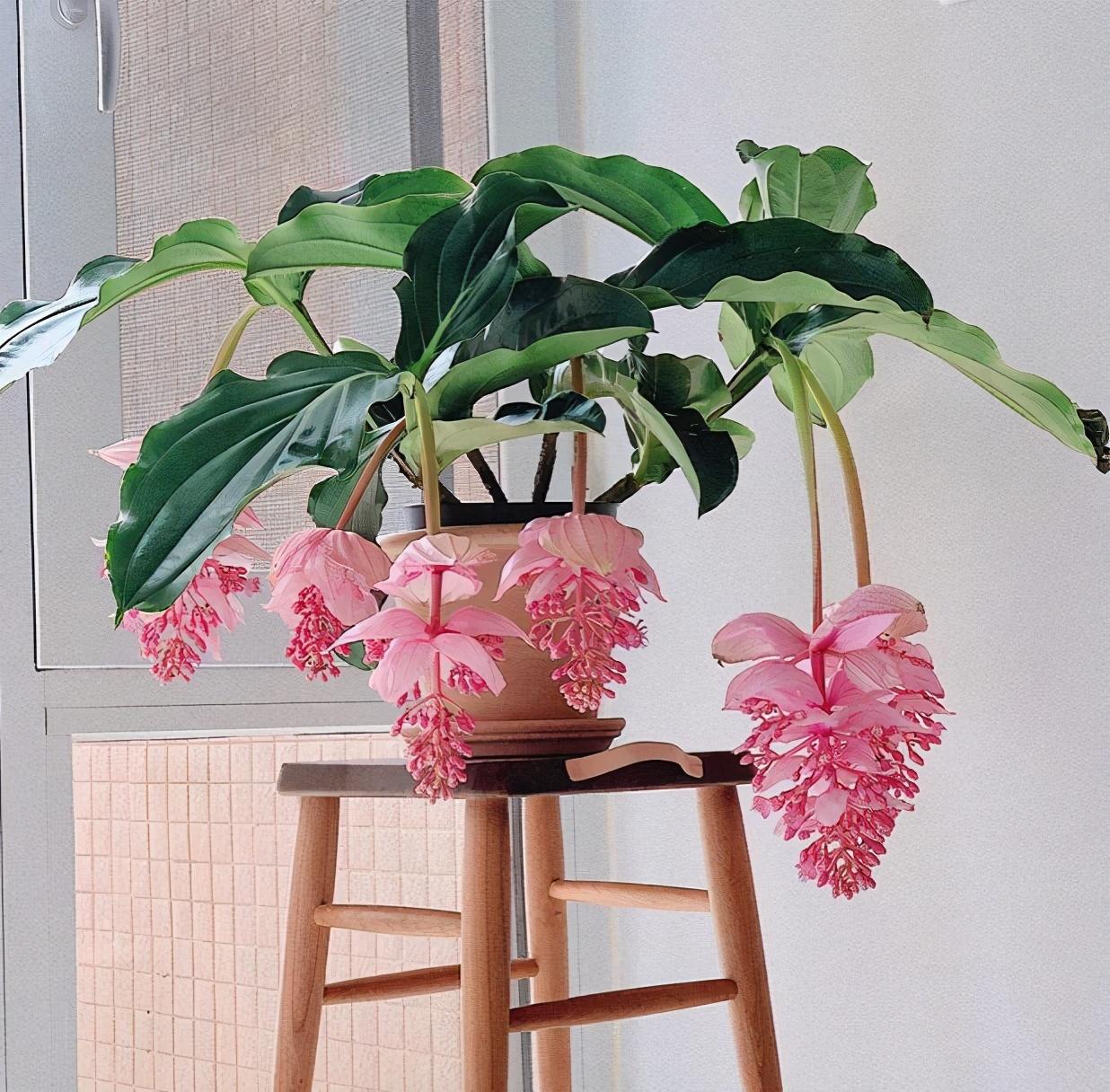 4种花养在家里好看极了,4种花适合养在客厅