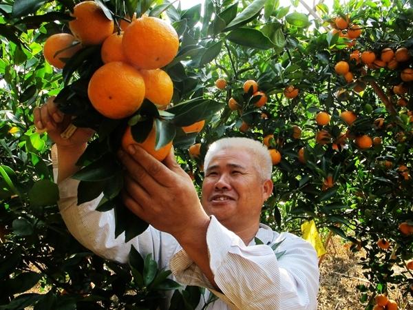 皇帝柑种植的技术和管理,皇帝柑的种植管理方法