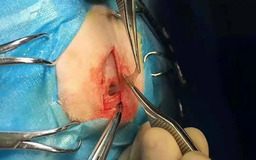 猫咪额头鼓起来软软的怎么回事,猫咪额头红怎么回事