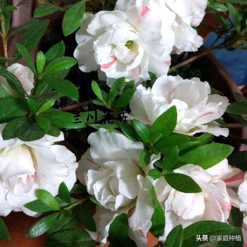 南方植物杜鹃,最容易养的植物杜鹃