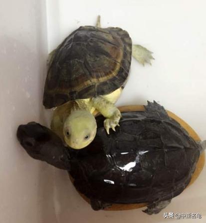 新手养水龟最好养什么龟,新手养半水龟哪个品种好