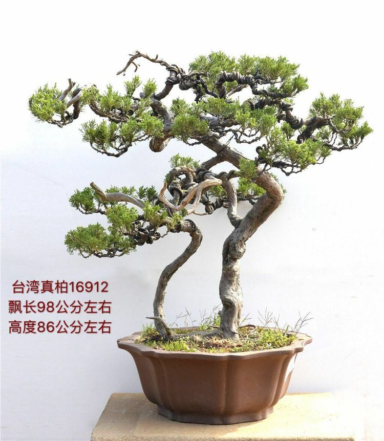 台湾真柏价格表,台湾真柏完整视频