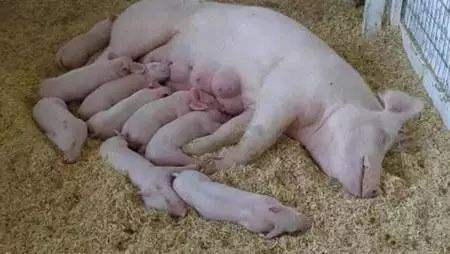 未来三年养猪前景最好的方法,养猪赚钱的核心是什么