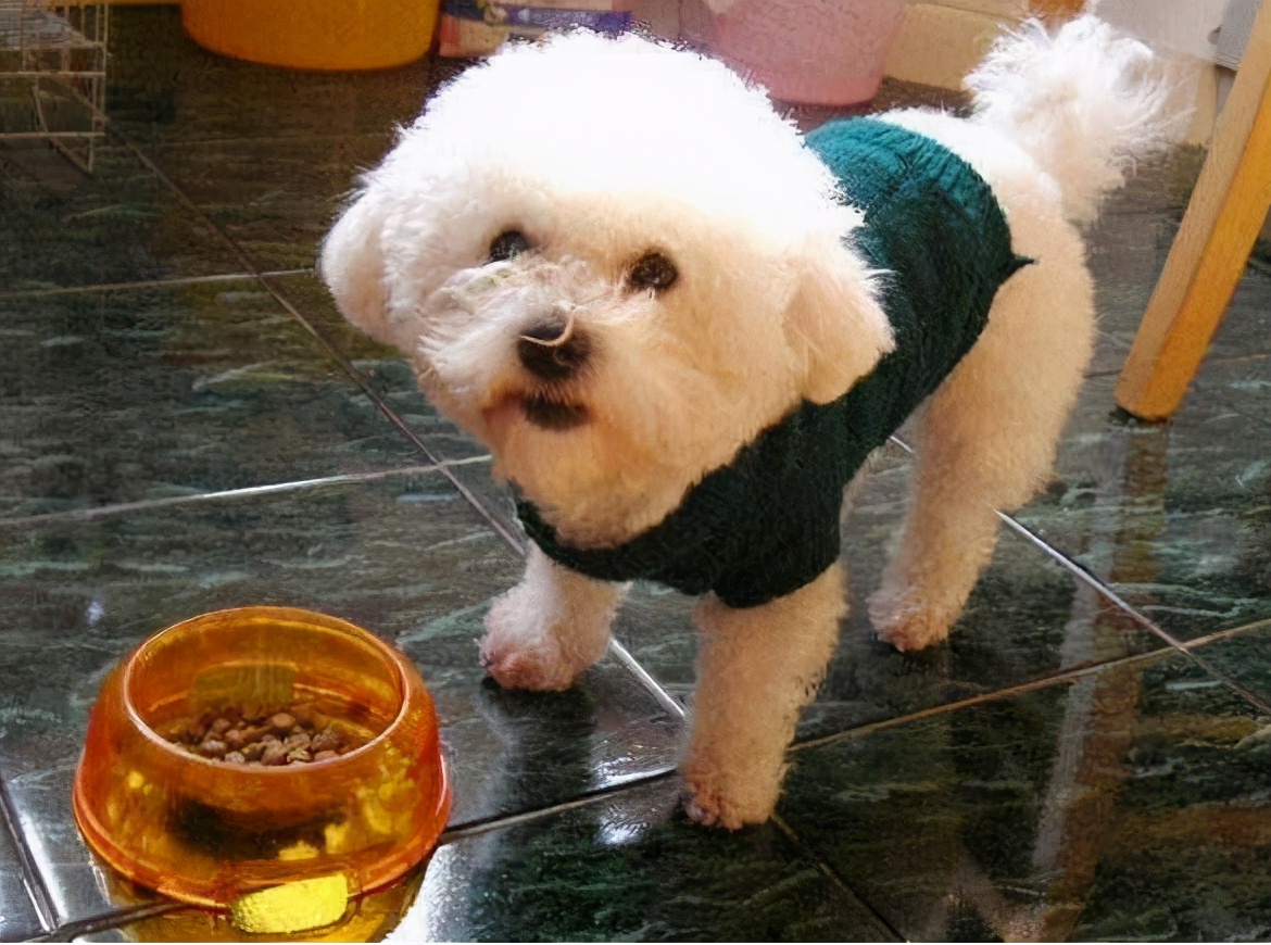 如何养好一只比熊狗狗视频,精品比熊怎么养活视频教程