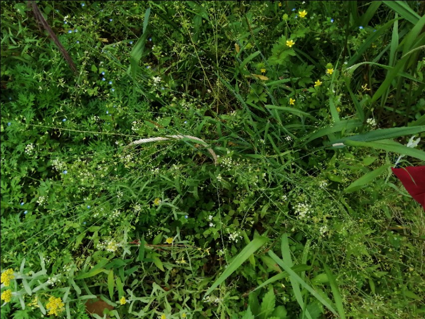 陌上花开，彩蝶翻飞，蜜蜂采蜜，这是一阙美丽的《蝶恋花》