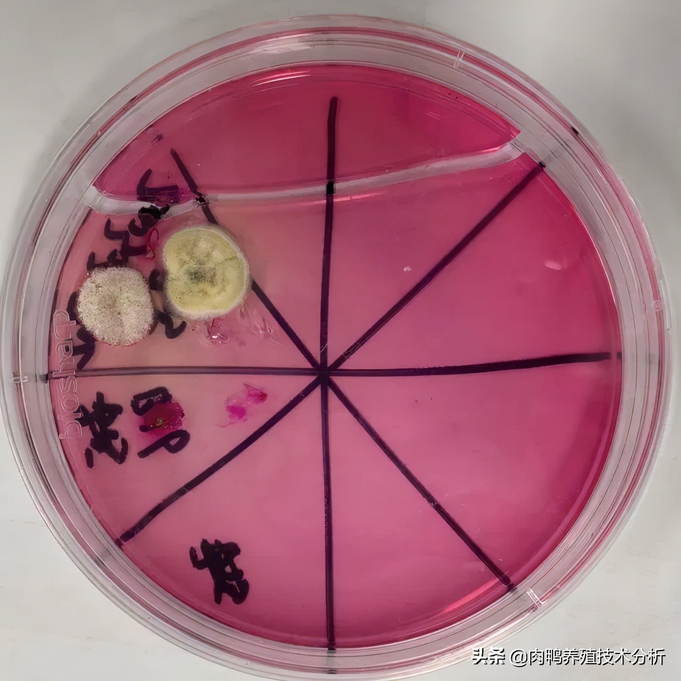 肉鸭曲霉菌中毒用什么脱霉剂,肉鸭霉菌预防用什么药