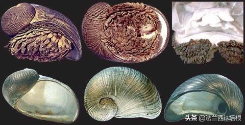 不吃饭的甲壳虫,深海蜗牛怎么吃