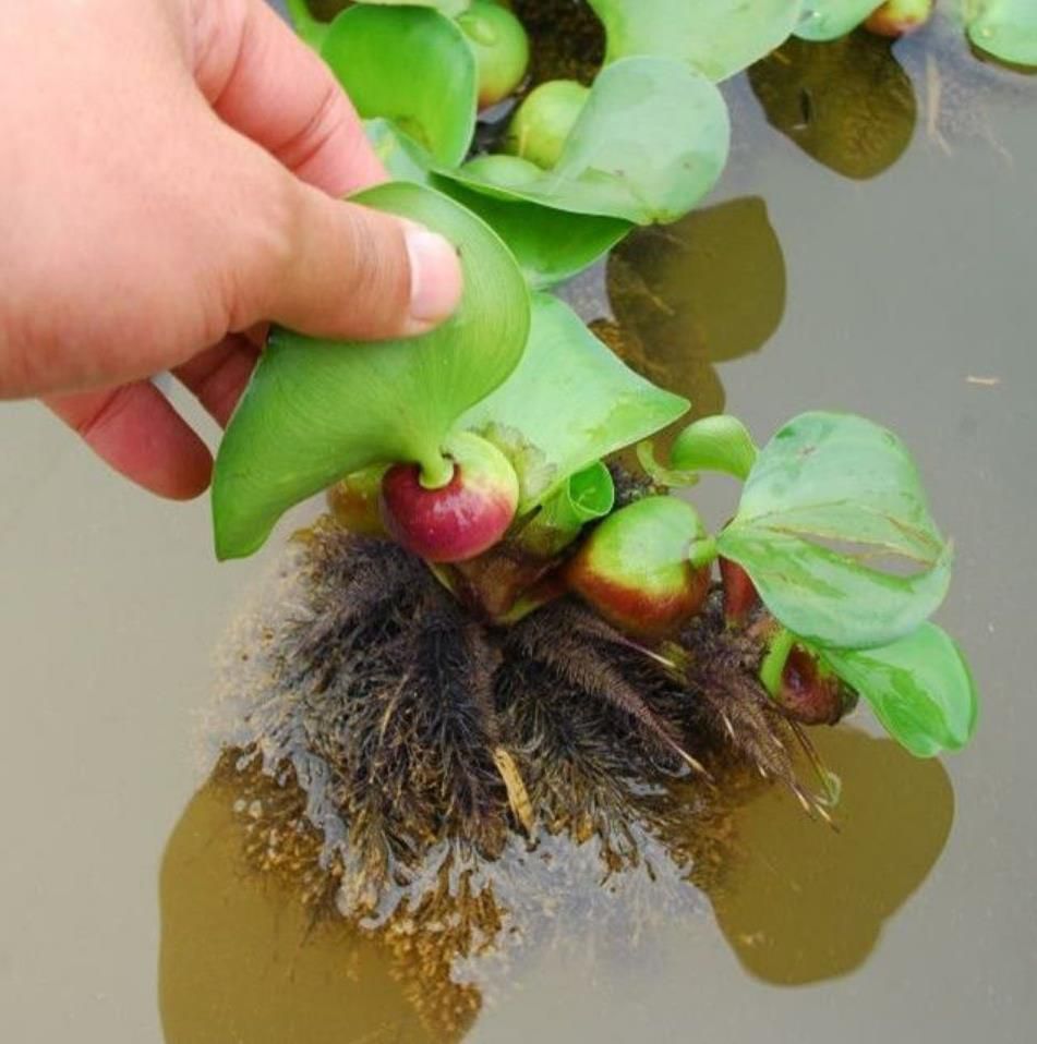 房顶长出杂草怎样消灭,墙里长出的草怎么清除