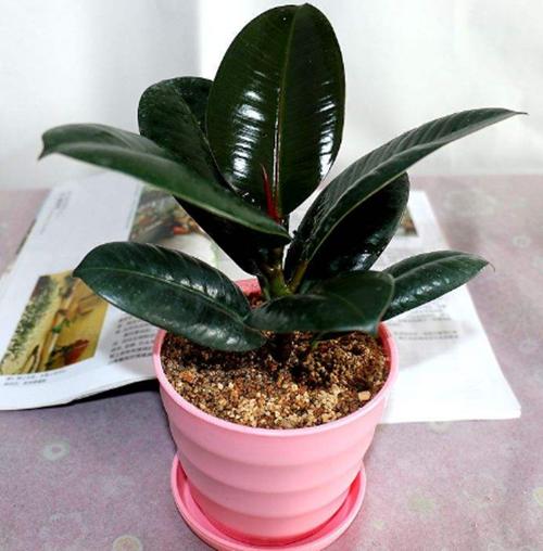 养花怕生虫?4个方法除“隐患”,土壤没虫卵病菌,养啥旺啥