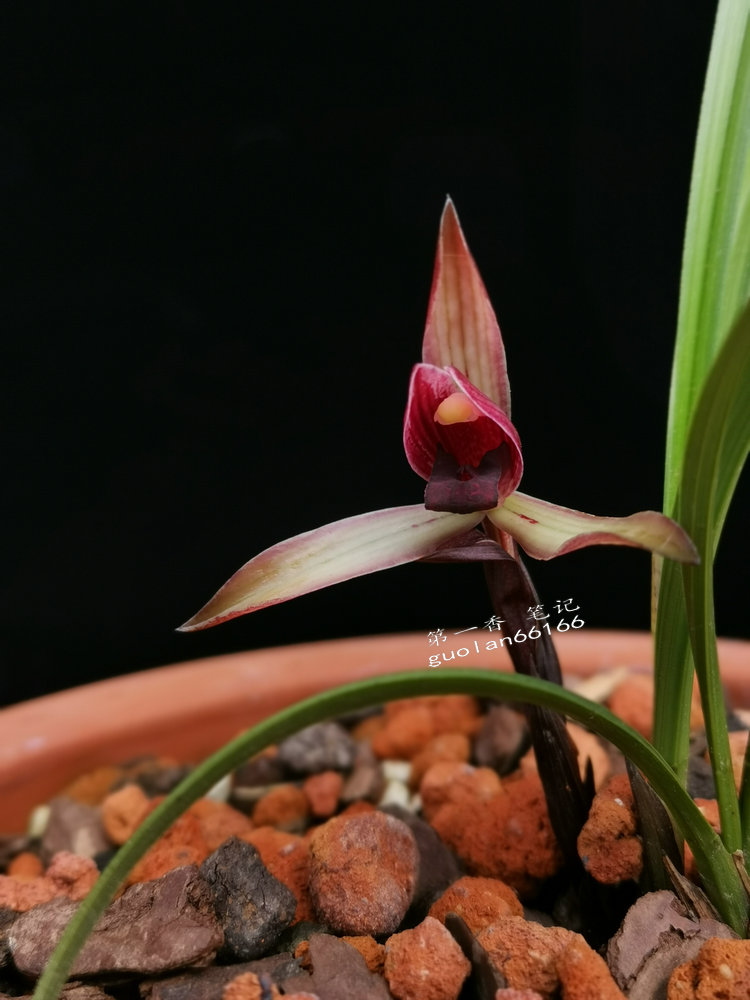 鑺卞紑娆ｈ祻鍥剧墖,鑺卞紑娆ｈ祻