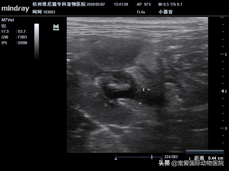 难以言说的疼完整版,猫咪肾结石的症状都有什么