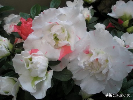 用毛杜鹃还是映山红嫁接杜鹃好,映山红嫁接皋月杜鹃亲和力好吗