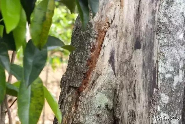 种植什么木头最值钱,农业种植珍贵木头