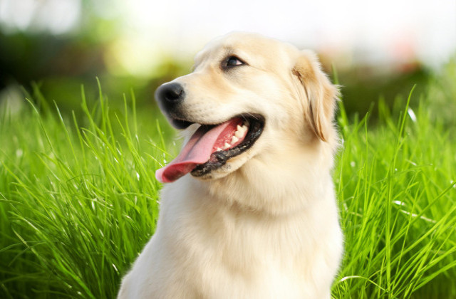 养狗狗需要注意的常识,养狗狗需要注意哪些细节