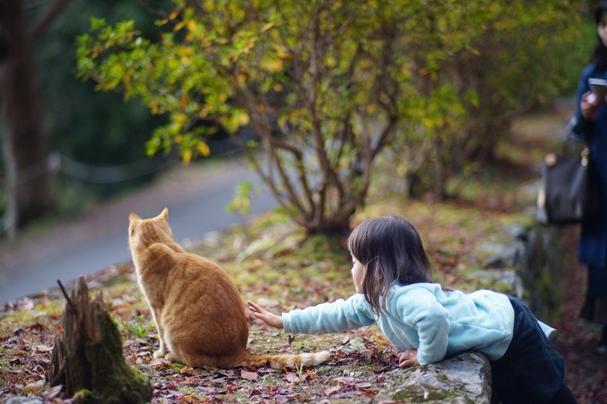 京都赏枫2022,京都赏枫必去景点有哪些好玩的