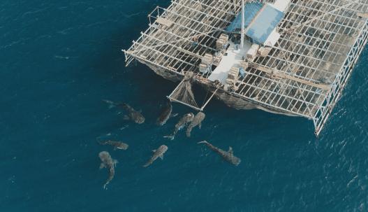海象跌落山崖图片,海象坠崖北极熊吃海象