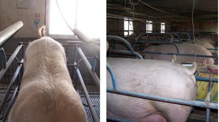 母猪产仔不理想，咋回事？老兽医总结了这5点，值得养殖户一看