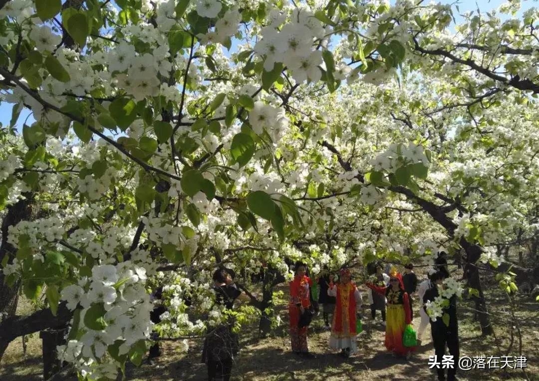 天津河北区桃花堤开了吗,天津看桃花的北运河桃花堤