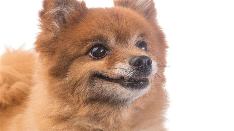 狗狗长小疙瘩,狗狗长皮肤病还会长出新毛吗