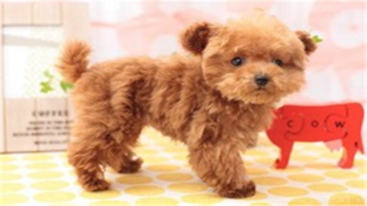 怎么养贵宾犬的方法大全,贵宾犬怎么养最好