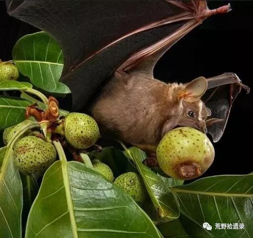 为什么不把蝙蝠除掉,蝙蝠带病毒为啥不把蝙蝠给灭绝