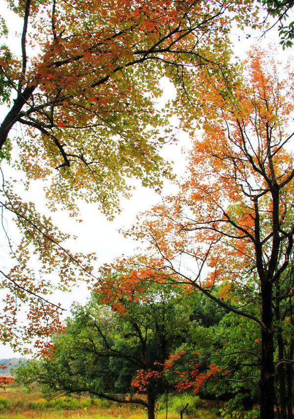 鄱湖之秋,鄱湖之滨信江之畔余干