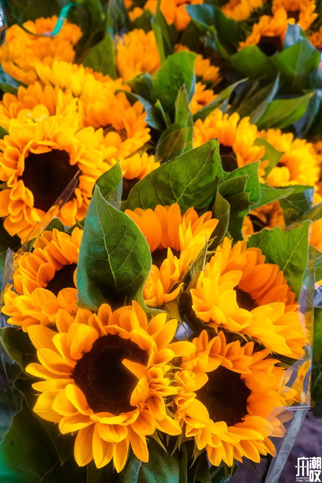 广州最大的花卉市场有哪些店,广州最便宜的花卉交易市场