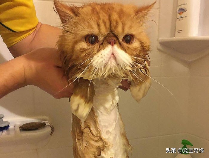 猫是液体动物还是软体动物,猫是液体做的动物