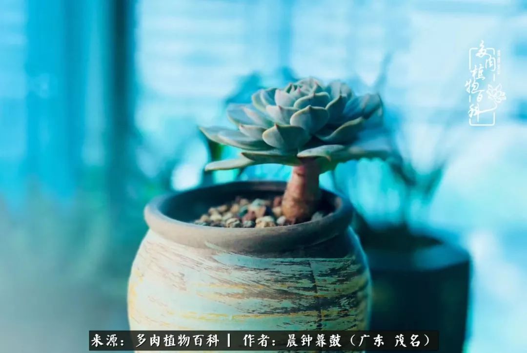 轻轻地告诉你,我的多肉也曾美过,不信你看看