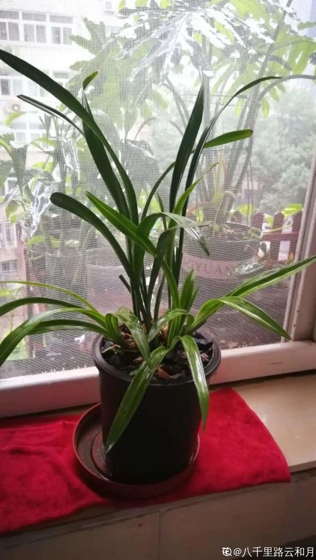 耐寒又好养的香水花,家里可以养法国香水花