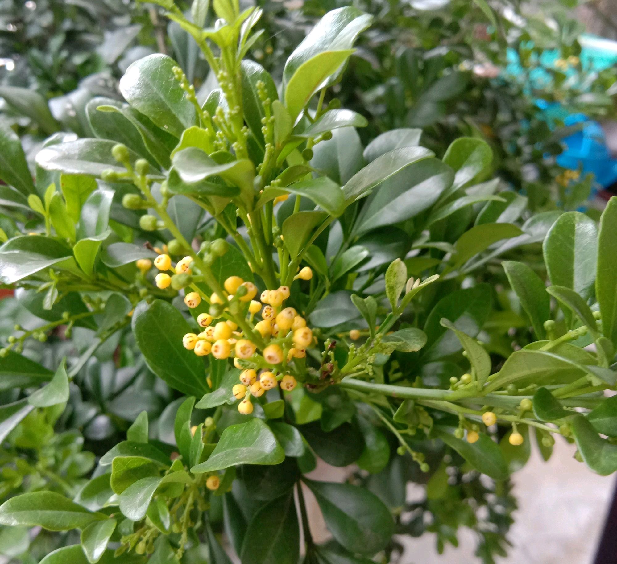 米兰花用大盆好还是小盆好养殖,米兰花大盆养好还是小盆好