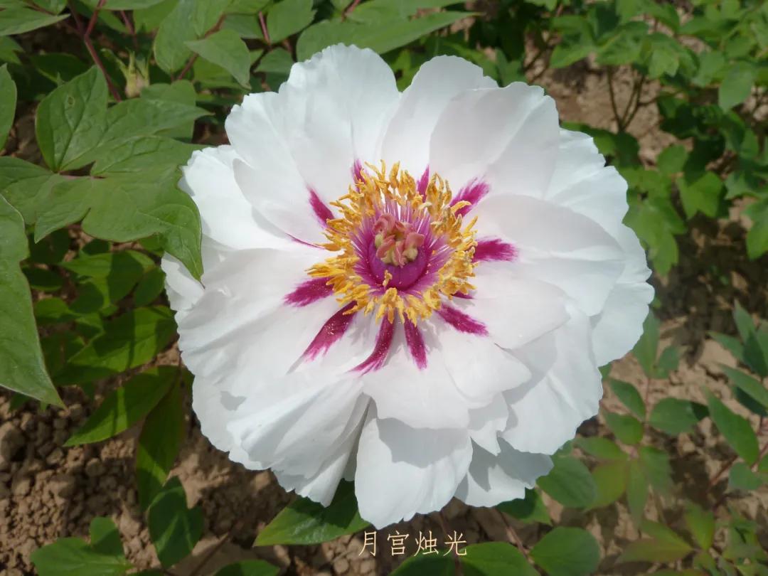 国色天香牡丹花雍容华贵,花中之王国色天香牡丹花